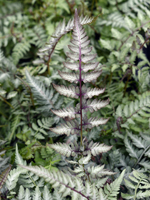 Hardy Fern